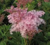 filipendula-rubra